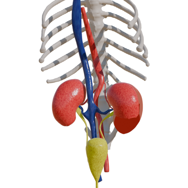Sistema Circulatório Renal Canino
